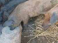 Cerdos (lote, sexo no especificado), Мангалица — foto 4