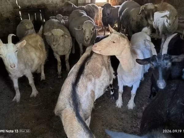 Kozy (partia, płeć nieokreślona), Kozy — Węgry