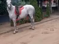 Caballo, Caballos — foto 1