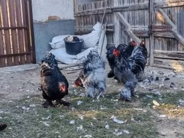 Brahma