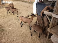 Cabro, Alpine goat — foto 4