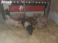 公猪, Pigs — 照片 3