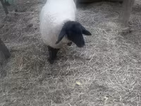 Baran, White Suffolk sheep — zdjęcie 2