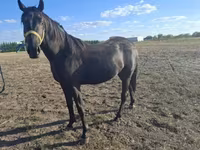 Koń, Nonius horse — zdjęcie 2