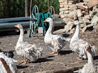 Geese — zdjęcie 1