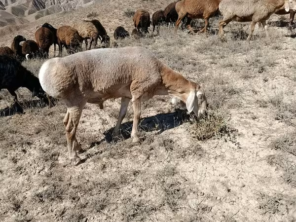 Owca, Arashan sheep