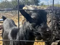 公山羊, Dutch Landrace goats — 照片 3