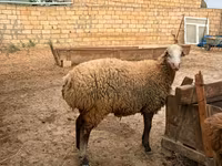 Ovca, Apsheron sheep — fotografija 8