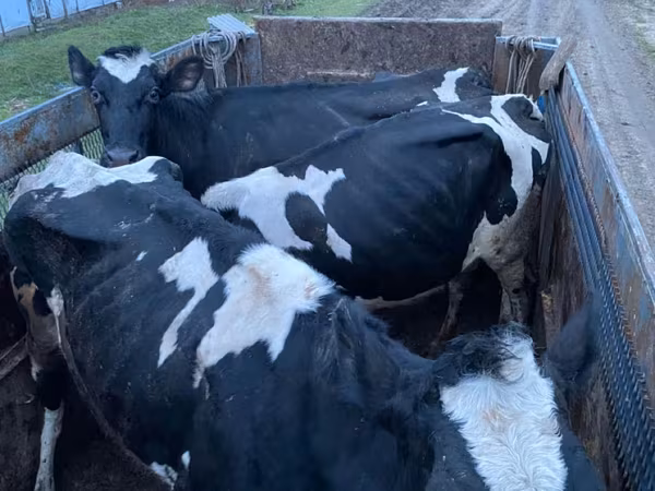 Бик, Russian Black pied cattle