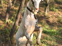 Jarac, Nubian Goat — fotografija 3