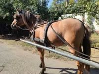 Caballo, Fjогd — foto 3