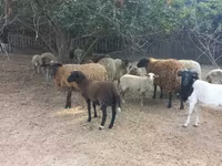 Ovelha, Ovelhas — foto 3