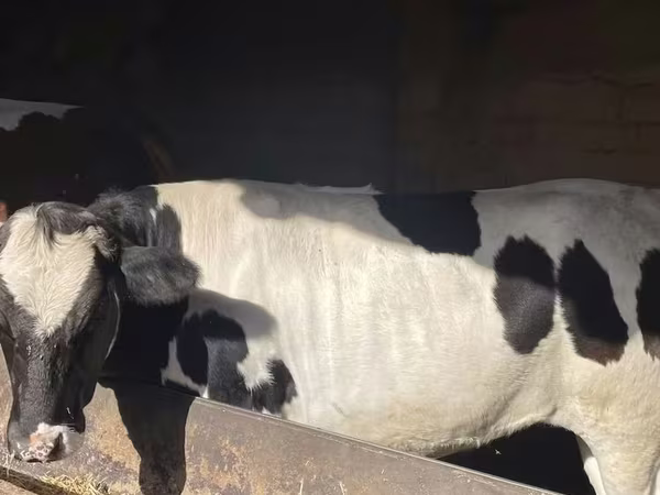 牛（ロット、性別未指定）, Russian Black pied cattle