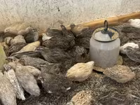 Quails — الصورة 1