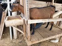 Ziege, Alpine goat — Foto 8