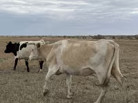 Krowa, Latvian Blue cattle — zdjęcie 1