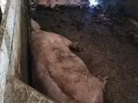 豚（ロット、性別未指定）, 豚 — 写真 2