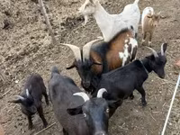 山羊（批次，未指定性别）, Goats — 照片 1