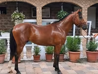 Caballo, Caballos — foto 1