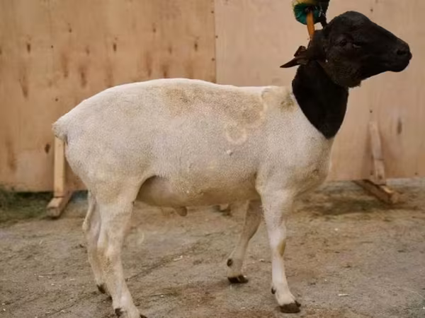 Ovan, Dorper sheep