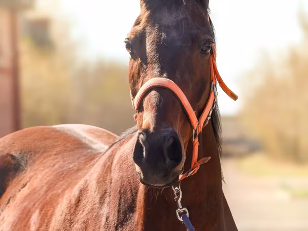 Kobyła, Thoroughbred horse