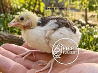 Quails — fotografija 4
