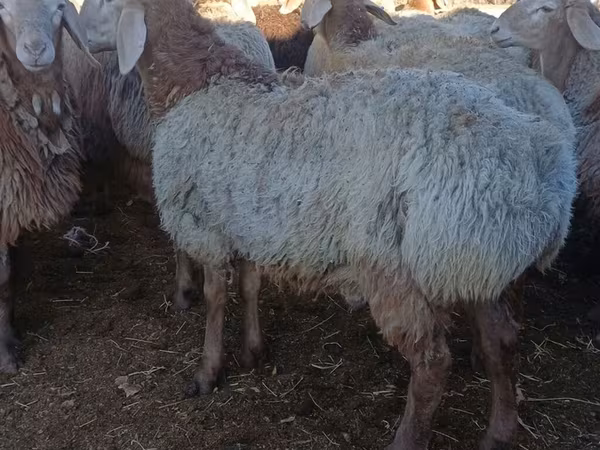 Қошқар, Arashan sheep