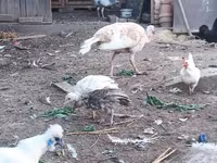 Turkeys — Foto 3