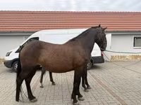 Kobyła, Hungarian horse breed — zdjęcie 3
