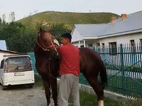 Horse (M), Karabair horse — photo 8