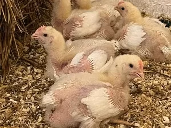 Chickens — Macarıstan