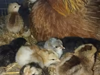 Chickens — Foto 2