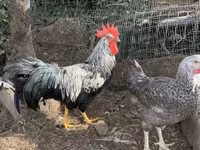 Chickens — foto 1