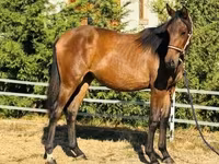 雌馬, Hungarian horse breed — 写真 3