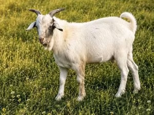 Cabra, Boer goat — Hungria