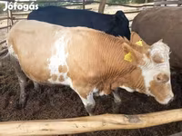 Byk, Simmental cattle — zdjęcie 3
