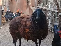 Ovca, Karabakh sheep — fotografija 1