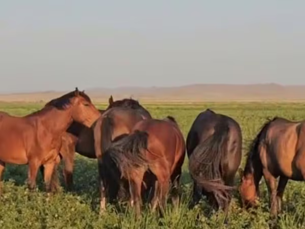 Konie (partia, płeć nieokreślona), Kazakh horse