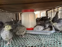 Quails — الصورة 3