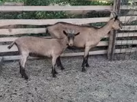 Cabras (lote, sexo não especificado), Alpine goat — foto 5