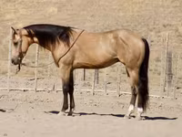 Pastuv, Quarter Horse — fotografija 6