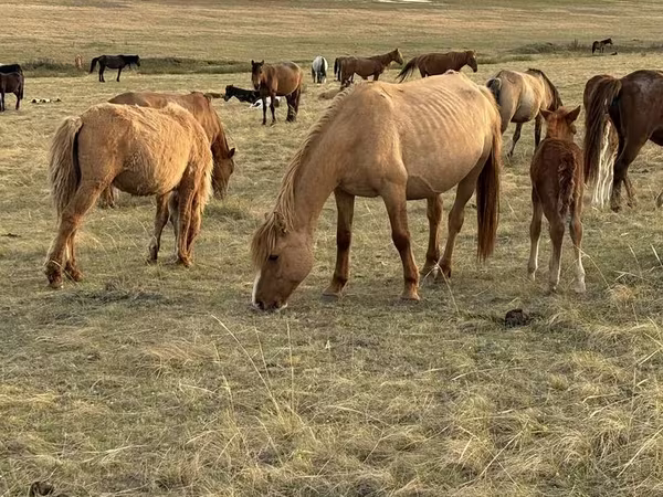 Égua, Horse breed