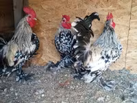 Bantam — fotografija 3