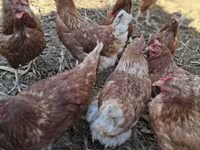 Chickens — الصورة 3