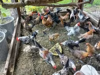 Holländisches Bantam — Foto 6