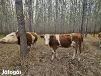 Kuh, Simmental cattle — Foto 6