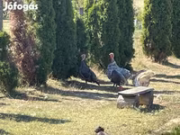 Turkeys — 照片 2