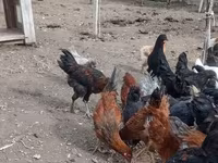 Chickens — photo 6