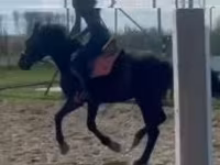 Aygʻir, Hungarian horse breed — 3-rasm