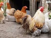 Pekinška bantam — fotografija 3
